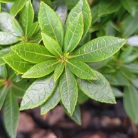 Pieris japonica 'Viking'